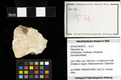 Foto (Objekt + Etiketten) von Pithonoton sp. 